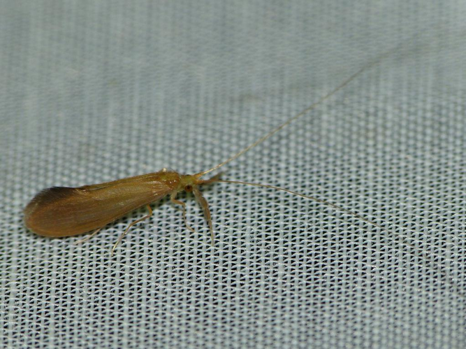 Oecetis testacea &copy; BARBIER Simon