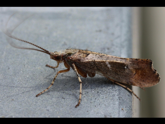 Glyphotaelius pellucidus &copy; LETHEVE Xavier