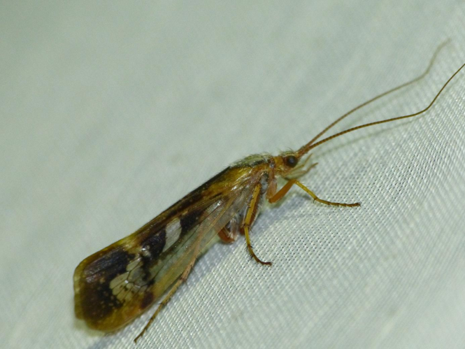 Limnephilus flavicornis &copy; BARBIER Simon