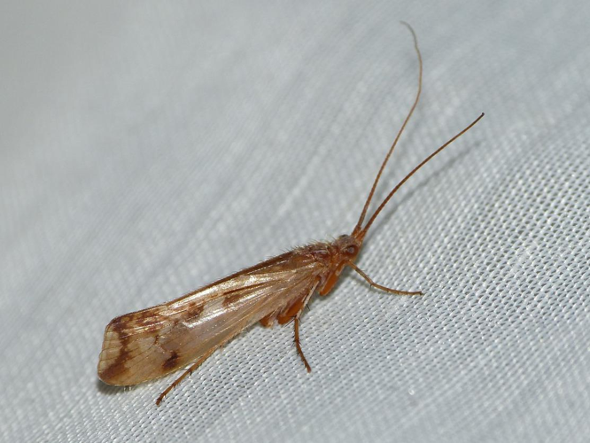 Limnephilus lunatus &copy; BARBIER Simon