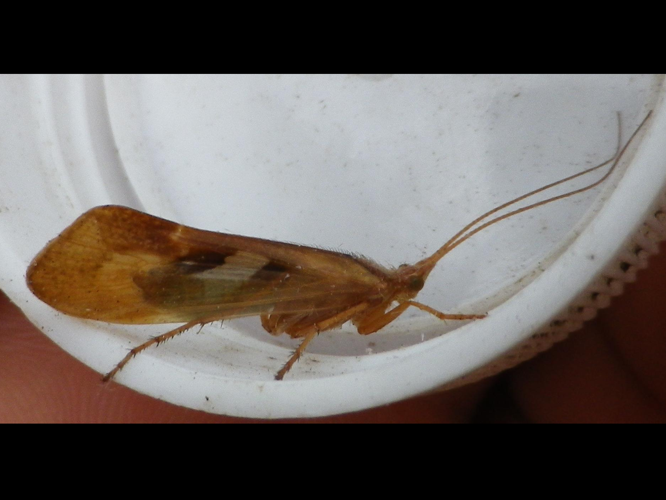 Limnephilus rhombicus &copy; HALLART Guénael