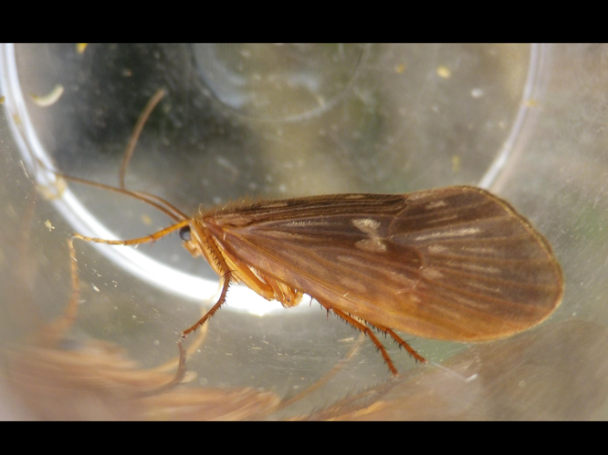 Potamophylax cingulatus &copy; HALLART Guénael