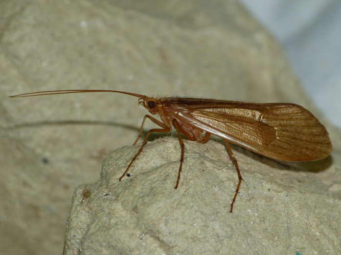 Stenophylax permistus &copy; BARBIER Simon