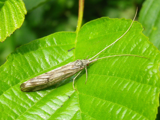 Odontocerum albicorne &copy; HALLART Guénael