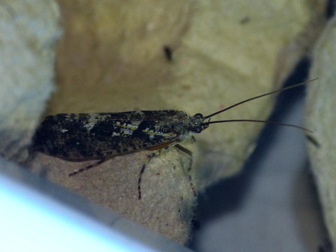 Agrypnia varia &copy; BARBIER Simon