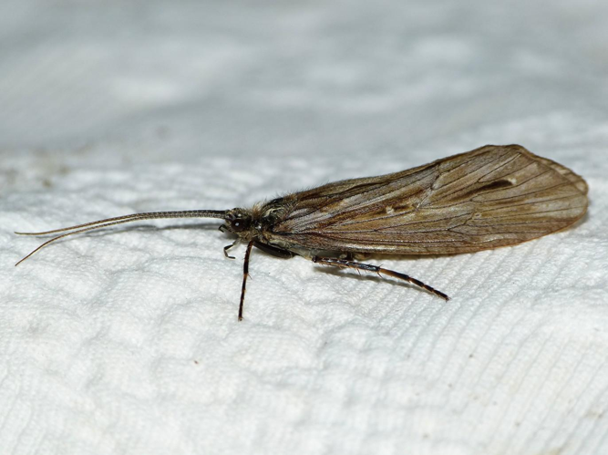 Phryganea bipunctata &copy; BARBIER Simon