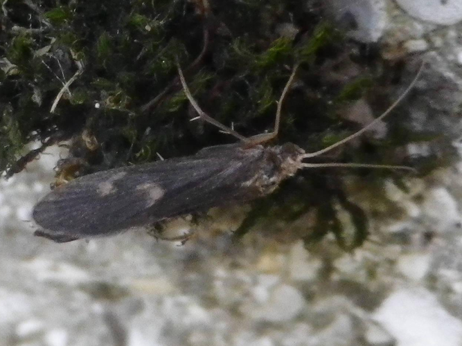 Neureclipsis bimaculata &copy; HALLART Guénael