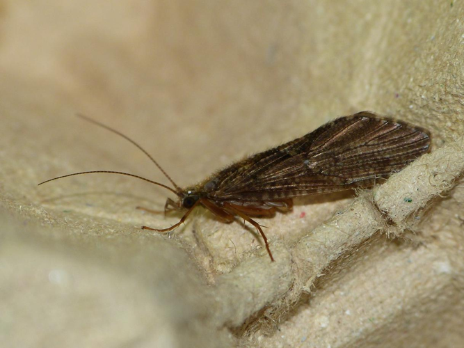 Rhyacophila dorsalis &copy; BARBIER Simon