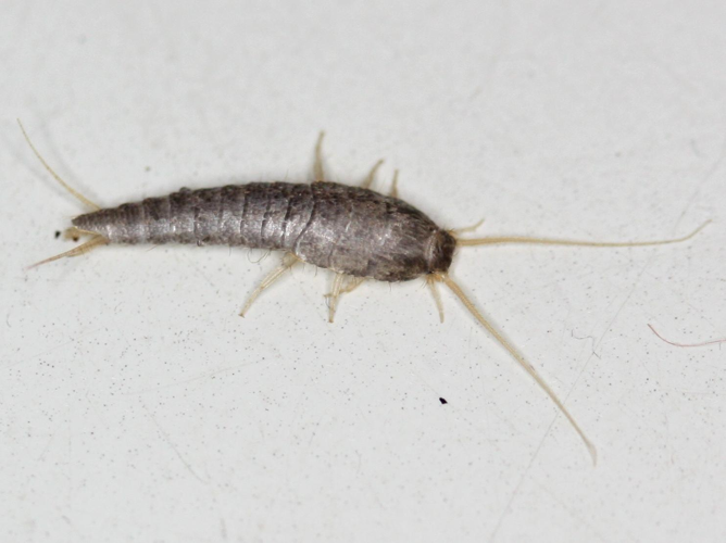 Lepisma saccharina &copy; LETHEVE Xavier