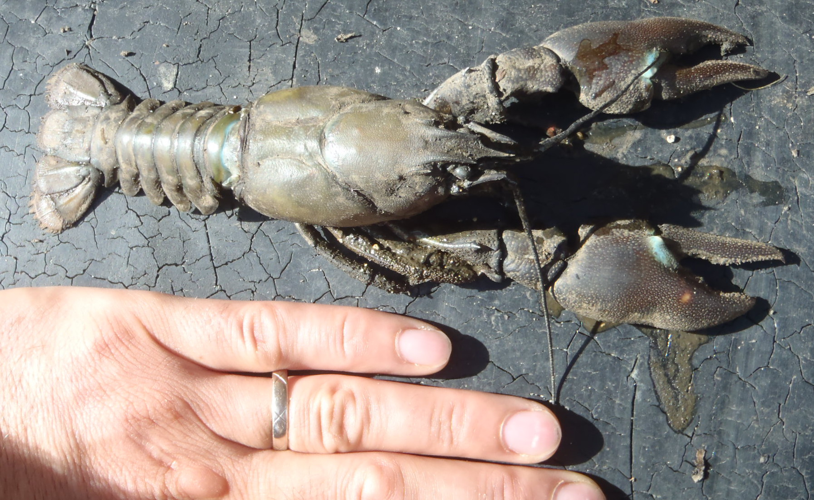 Pacifastacus leniusculus &copy; HALLART Guénael
