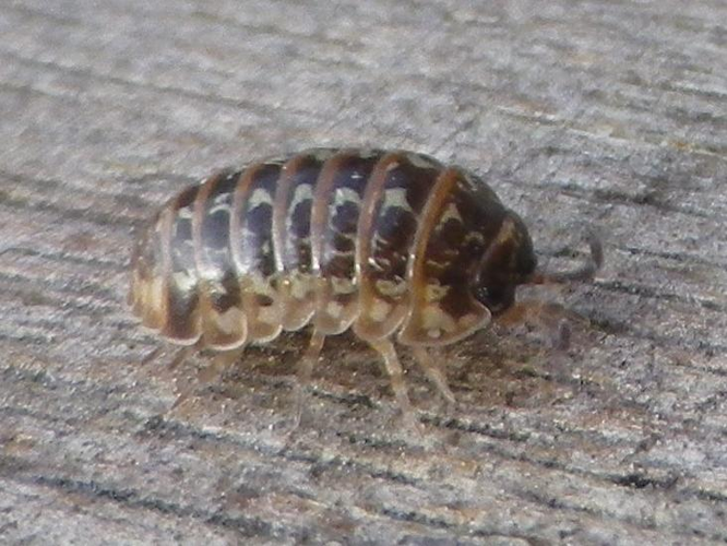 Armadillidium pictum &copy; HALLART Guénael