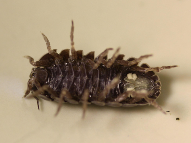 Armadillidium vulgare &copy; LETHEVE Xavier