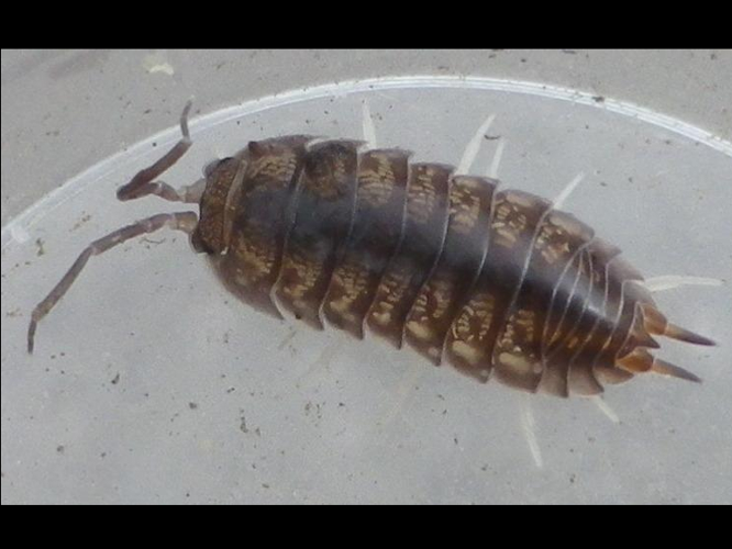 Cylisticus convexus &copy; HALLART Guénael