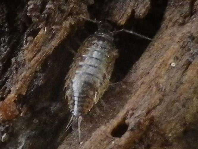 Ligidium hypnorum &copy; HALLART Guénael