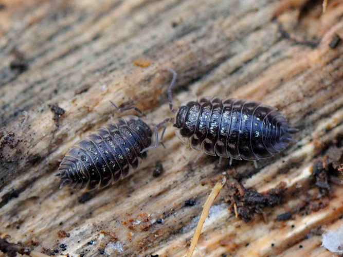 Oniscus asellus © MATHOT William