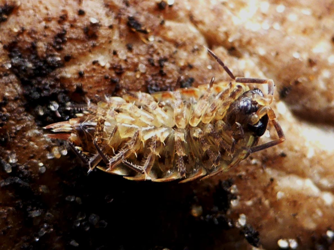 Philoscia muscorum &copy; LETHEVE Xavier