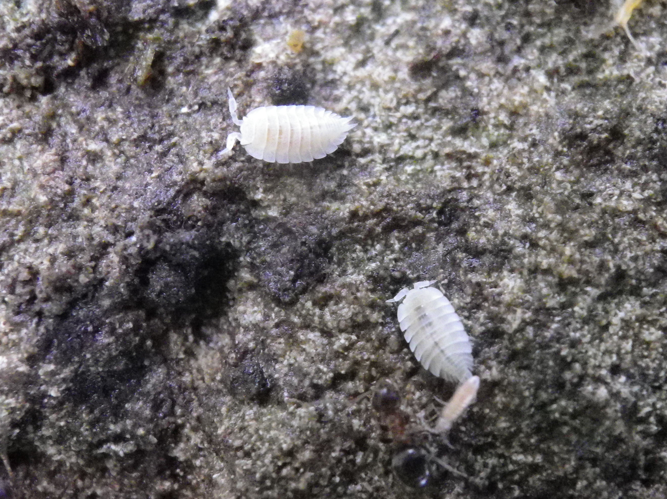 Platyarthrus hoffmannseggi &copy; HALLART Guénael