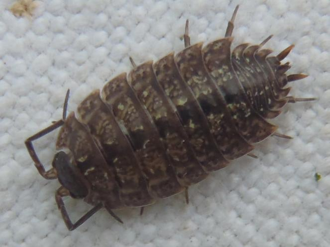 Porcellio monticola &copy; HALLART Guénael
