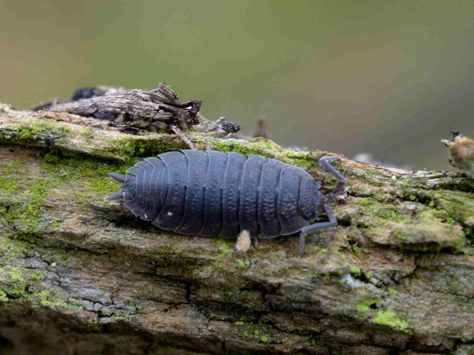 Porcellio scaber &copy; MATHOT William