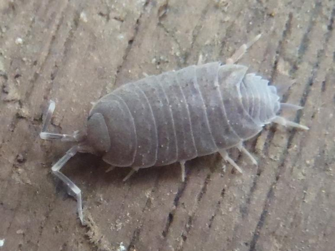 Porcellionides pruinosus &copy; HALLART Guénael