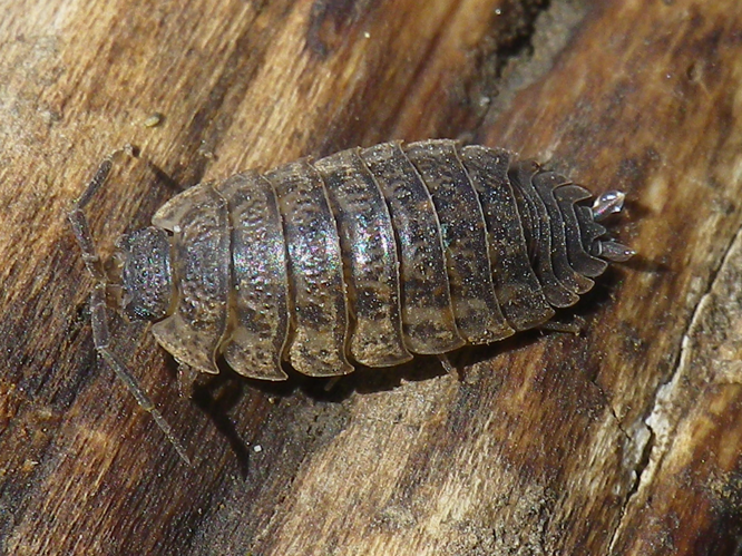 Trachelipus rathkii &copy; HALLART Guénael