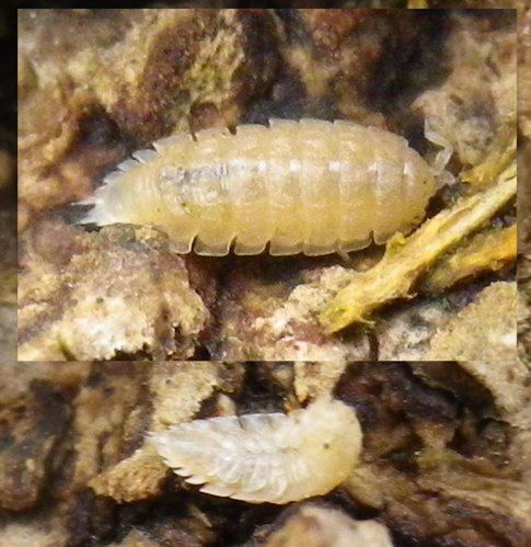 Haplophthalmus danicus &copy; HALLART Guénael