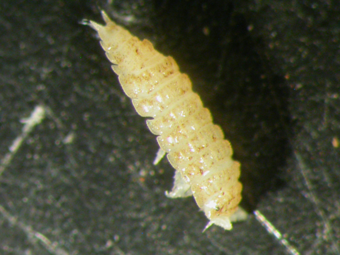 Haplophthalmus montivagus &copy; HALLART Guénael