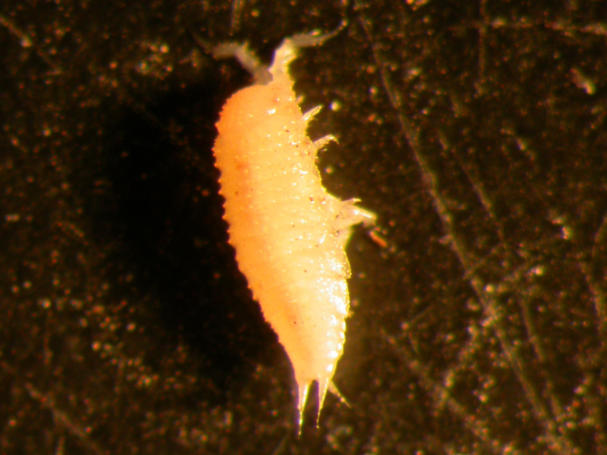 Trichoniscoides helveticus &copy; HALLART Guénael