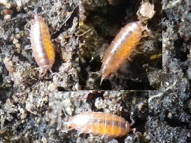 Trichoniscus pusillus &copy; HALLART Guénael