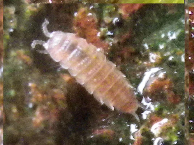 Trichoniscus pygmaeus &copy; HALLART Guénael