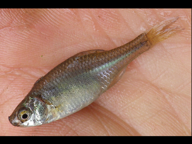 Rhodeus amarus &copy; HALLART Guénael