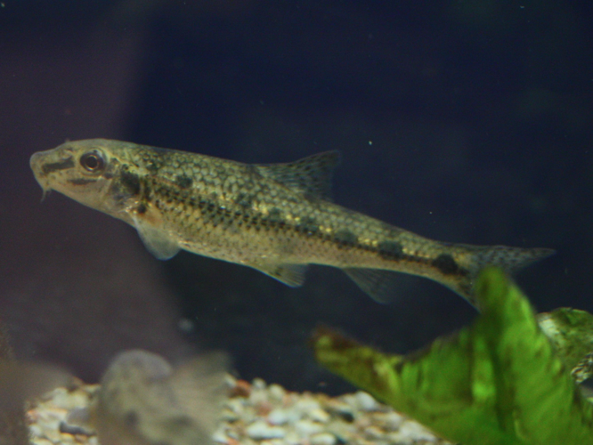Gobio gobio &copy; LETHEVE Xavier