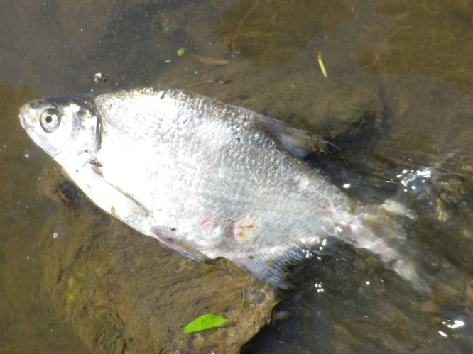 Abramis brama &copy; HALLART Guénael