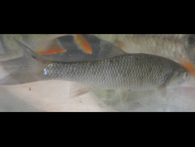 Leuciscus cephalus © HALLART Guénael