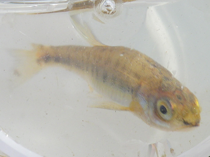 Phoxinus phoxinus &copy; HALLART Guénael