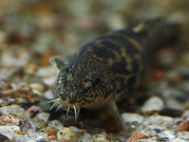 Barbatula barbatula &copy; LETHEVE Xavier