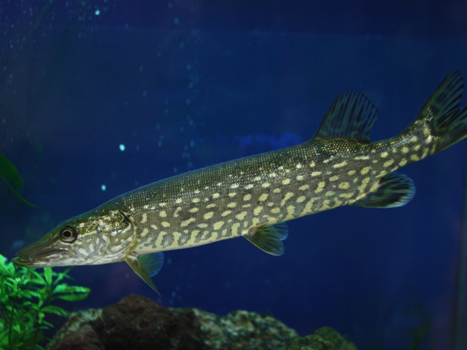 Esox lucius &copy; LETHEVE Xavier