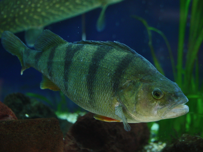 Perca fluviatilis © LETHEVE Xavier