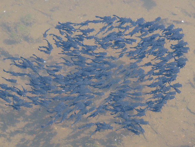 Ameiurus melas &copy; FRANCOIS Rémi