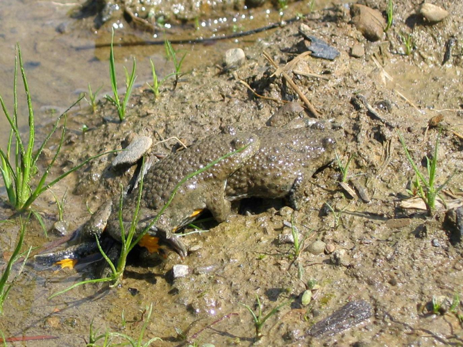 Bombina variegata &copy; LEGRIS Sébastien