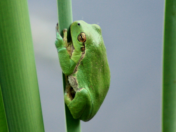 Hyla arborea &copy; HERMANT Thomas