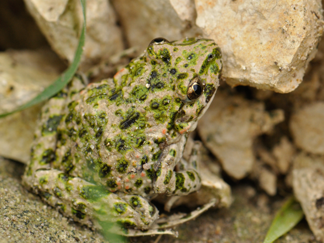 Pelodytes punctatus &copy; HERCENT Jean-Luc