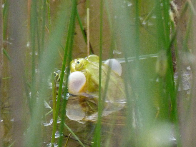 Rana lessonae &copy; HALLART Guénael