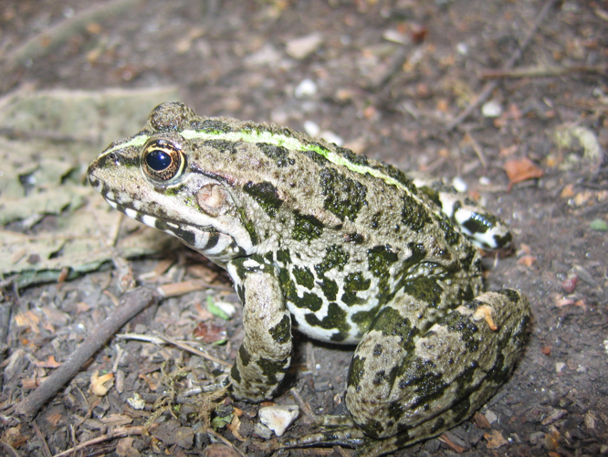 Rana ridibunda &copy; MAILLIER Sébastien