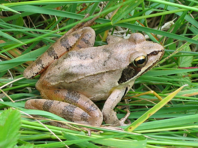 Rana dalmatina &copy; LEGRIS Sébastien