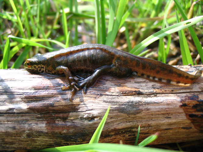 Triturus helveticus &copy; TOP Damien