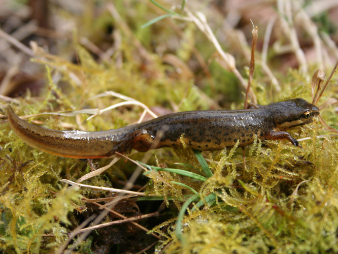 Lissotriton vulgaris &copy; TOP Damien