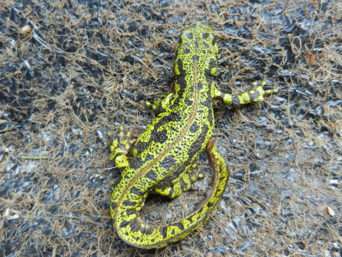 Triturus marmoratus &copy; DHEILLY Gaëtan (Picardie Nature)