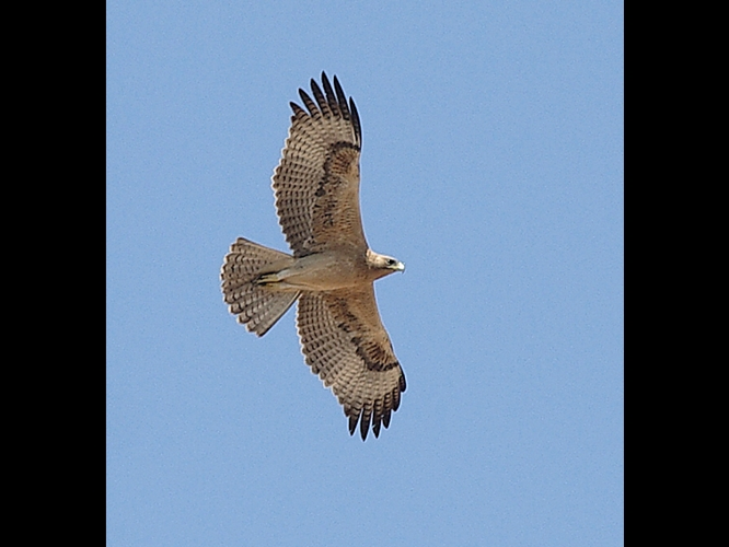 Hieraaetus fasciatus &copy; DE LESTANVILLE Henry