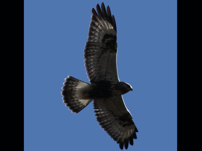 Buteo lagopus &copy; MERANGER François